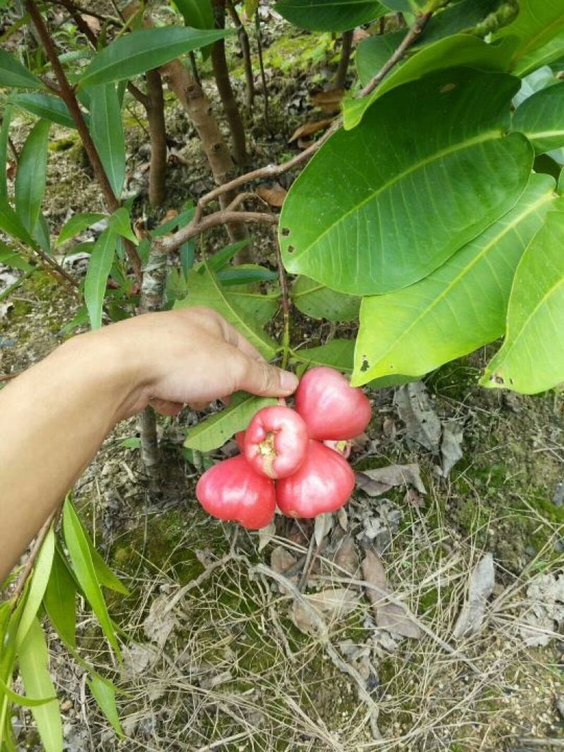 优质黑金刚，大叶红，黑糖芭比莲雾苗，基地直批，放心苗