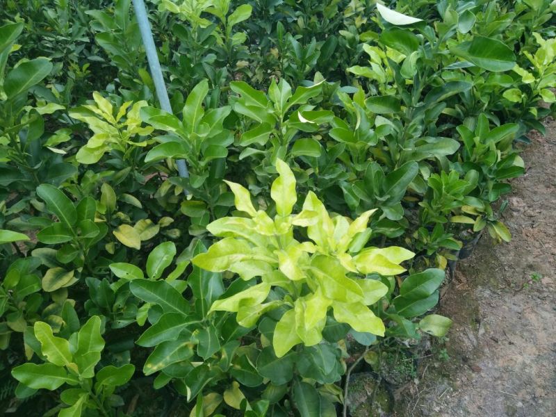 三红蜜柚苗1cm以上0.5~0.8m
