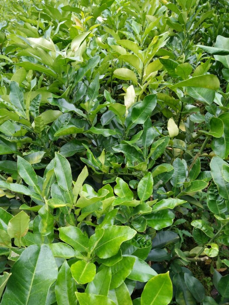 三红蜜柚苗1cm以上0.5~0.8m
