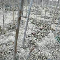 香椿10~19cm