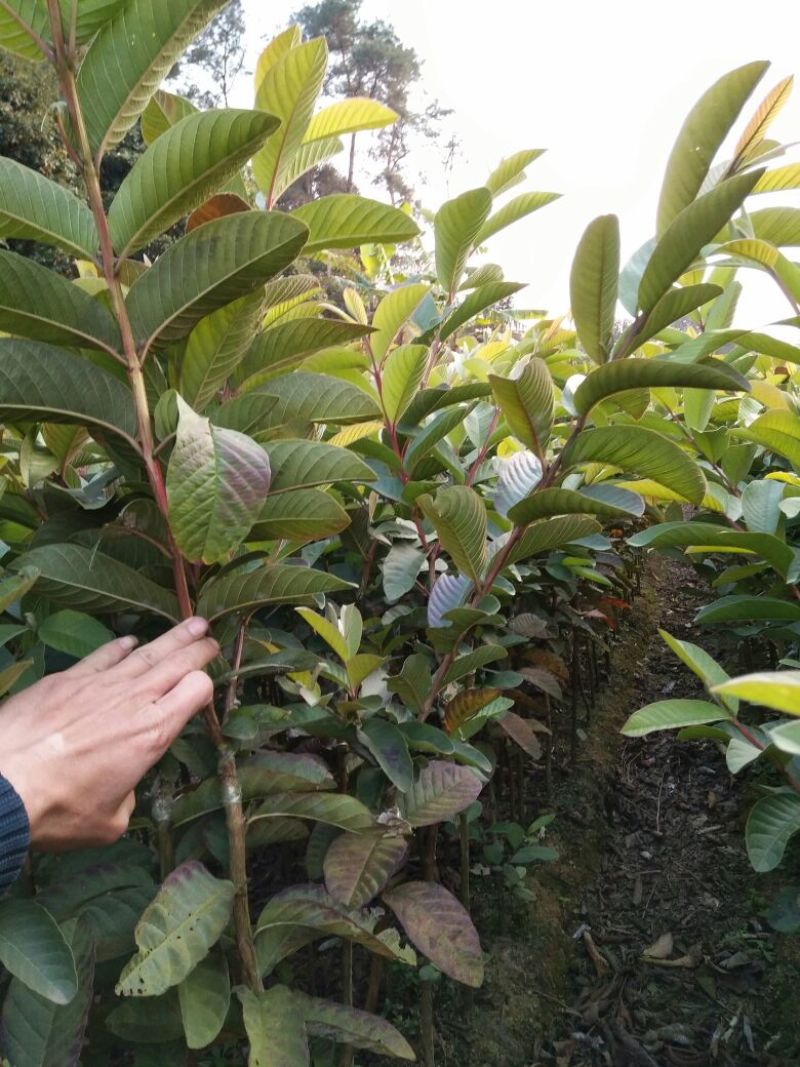 番石榴苗50~80cm