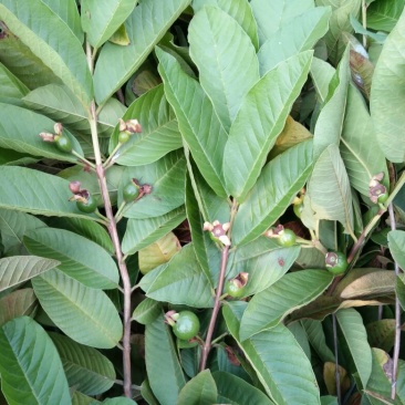 番石榴苗50~80cm