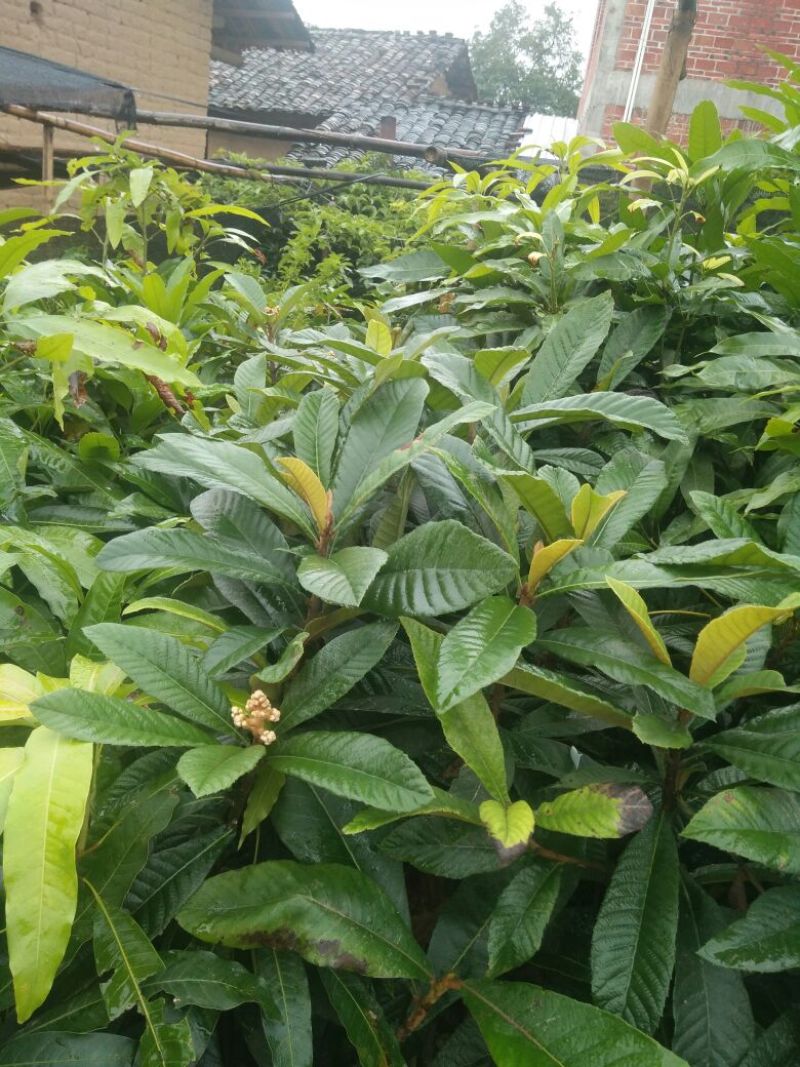 大五星枇杷苗51~80cm