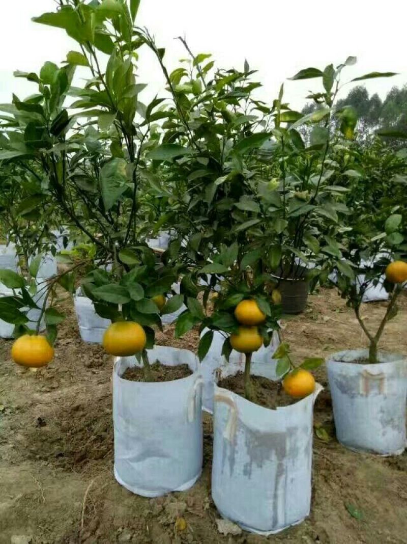 美植袋植树袋无防布手工活植树袋移植袋控根器育苗袋