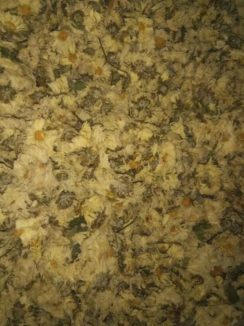 杭白菊散装