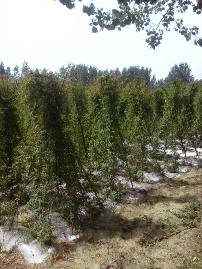 山药直径5--8厘米长50--80厘特级通货