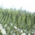 山药直径5--8厘米长50--80厘特级通货