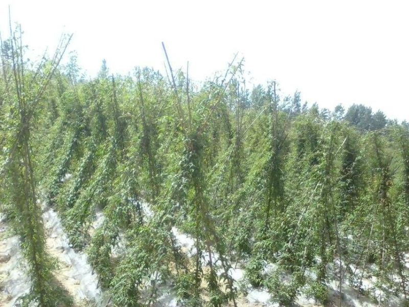 山药直径5--8厘米长50--80厘特级通货