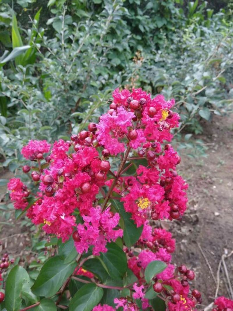 红花紫薇1米以下2cm以下1.5~2米