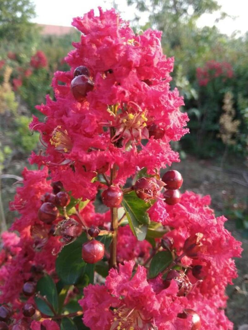 红花紫薇1米以下2cm以下1.5~2米