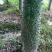 木棉3.5~4m6~8cm