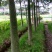 木棉3.5~4m6~8cm