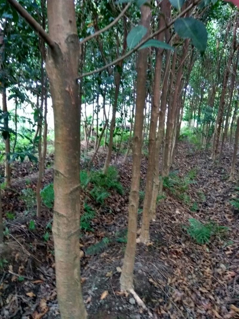 木棉3.5~4m6~8cm