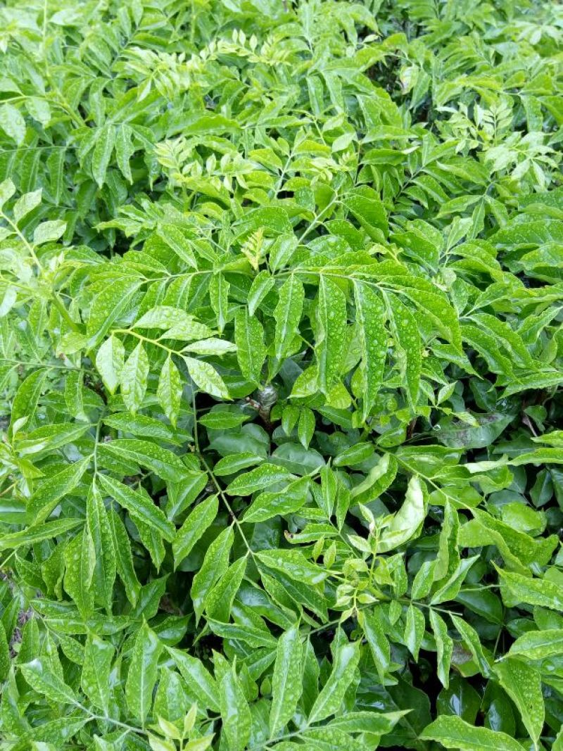 黄皮果苗30~50cmcm