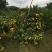 沃柑6.5~7cm