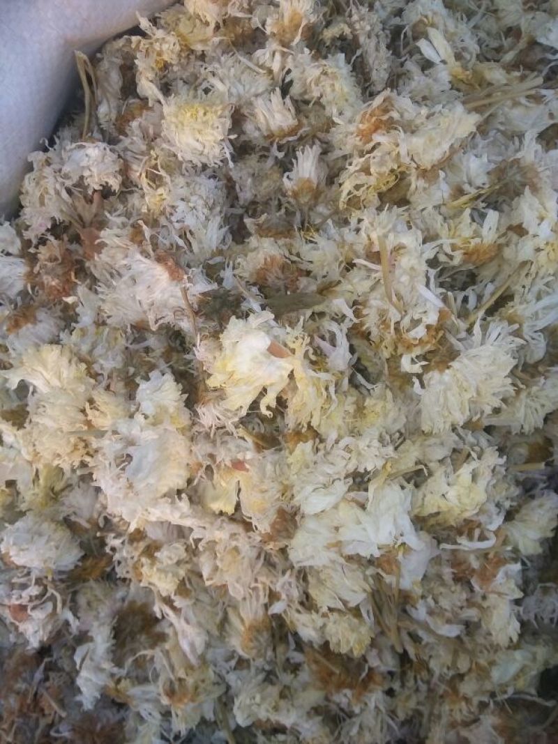 药用菊花散装