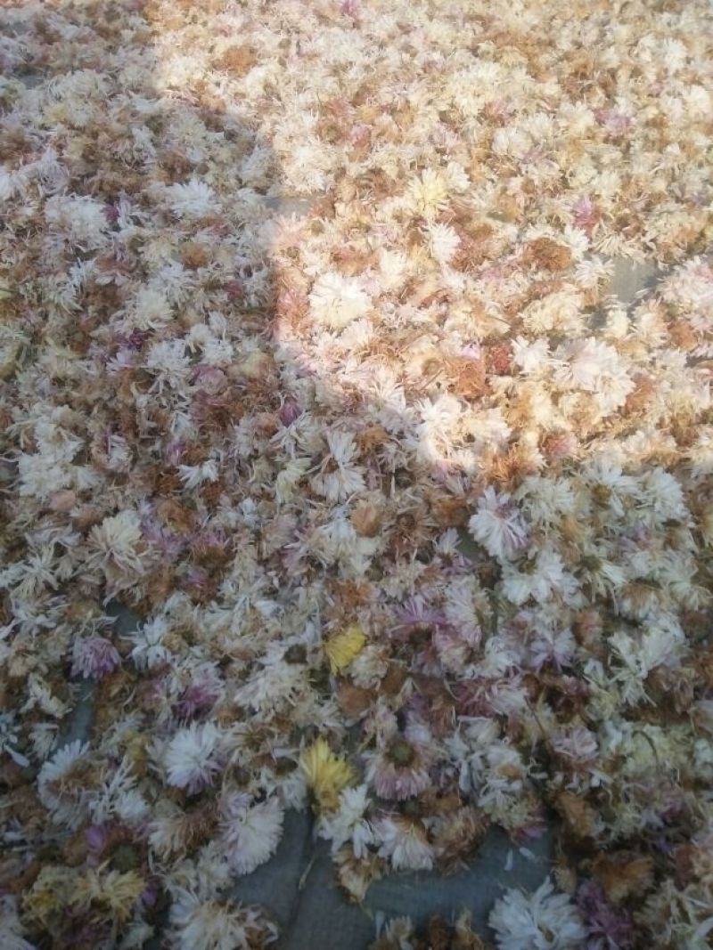 药用菊花散装