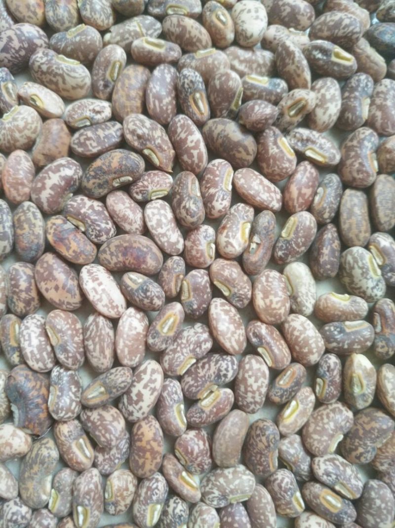 江豆