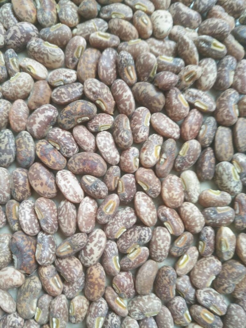 江豆