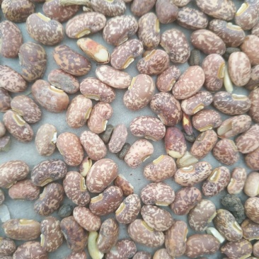 江豆