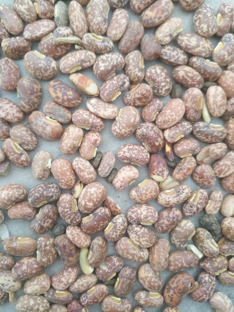 江豆