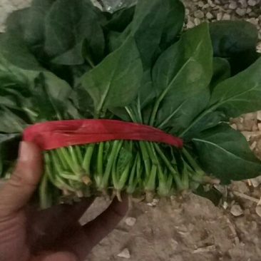 大叶菠菜20~25厘米