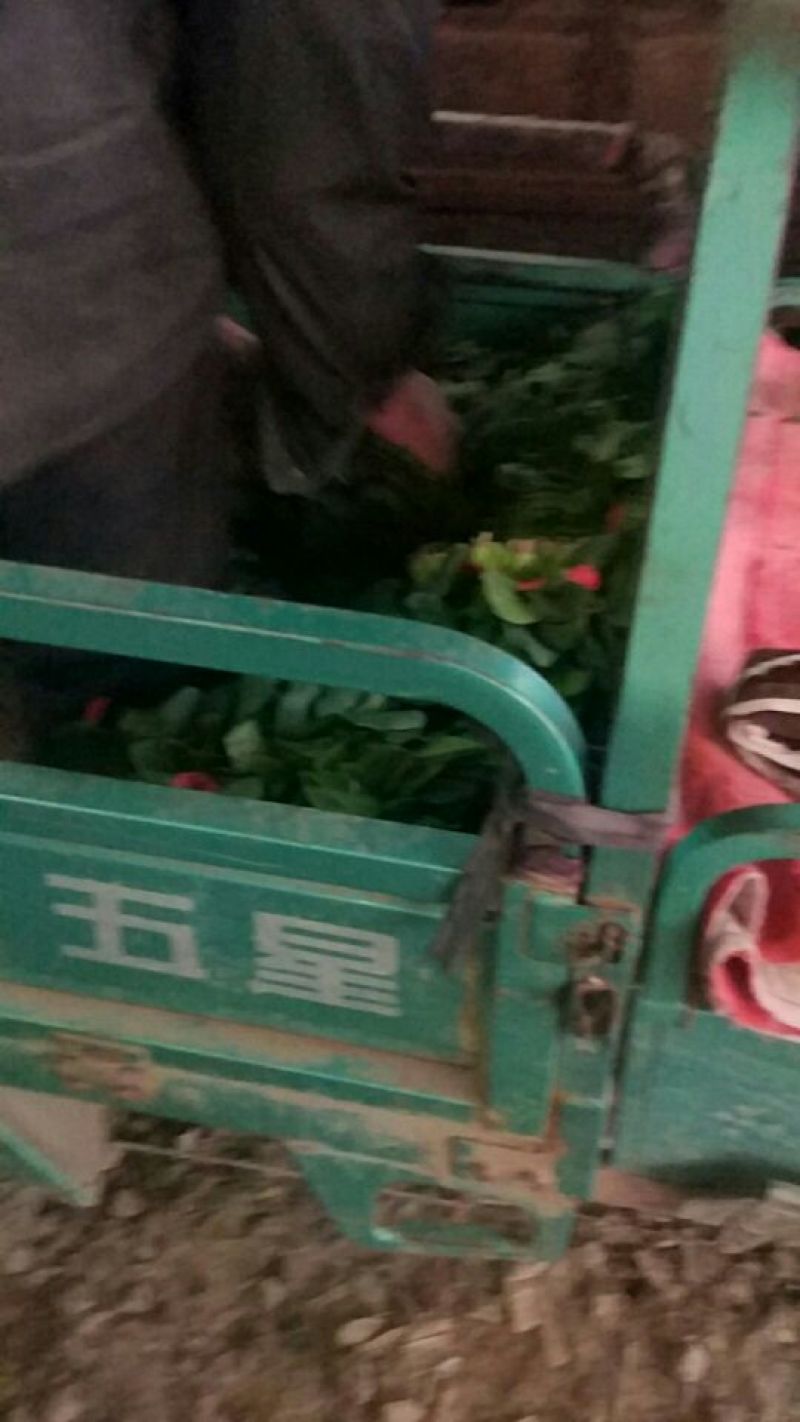 大叶菠菜20~25厘米