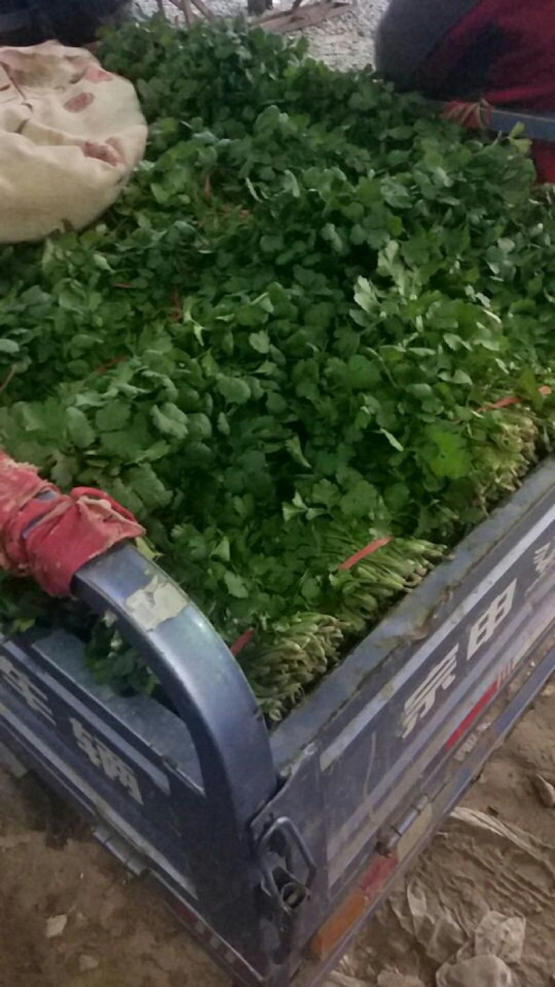 大叶香菜20~30厘米