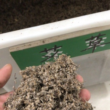 艾草种子97