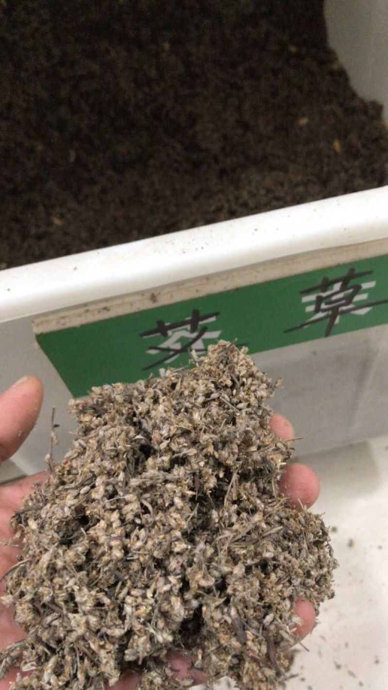 艾草种子97