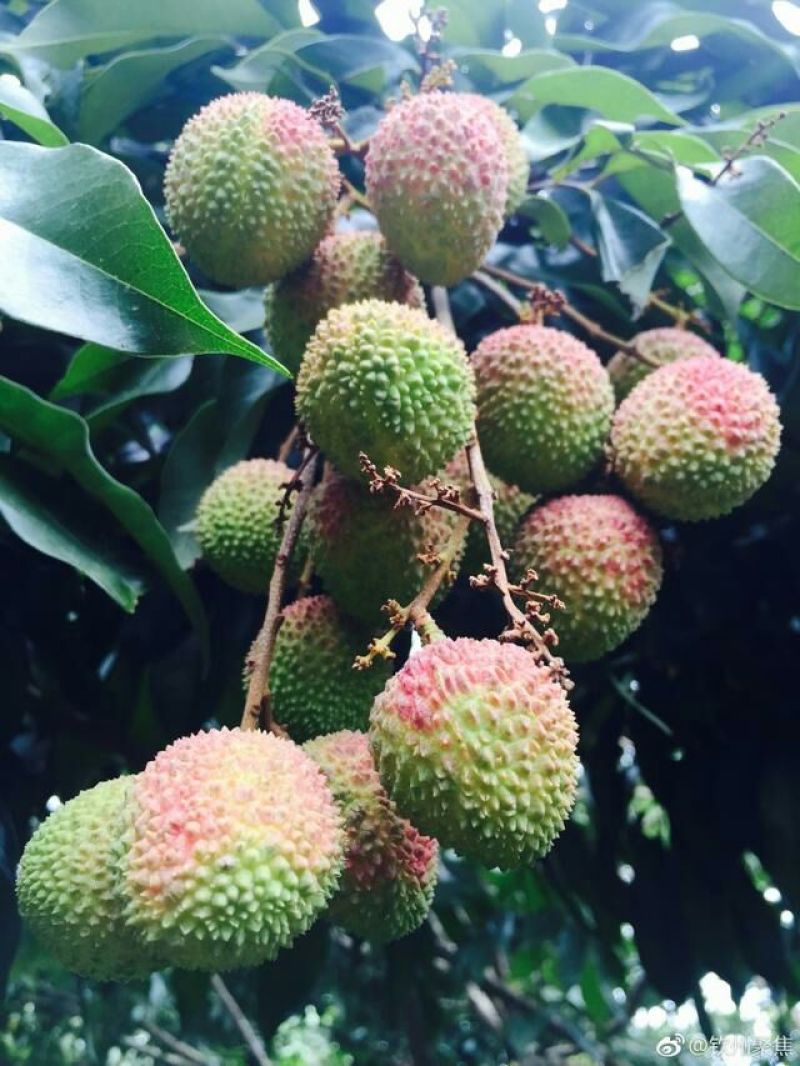 妃子笑荔枝苗50~80cm