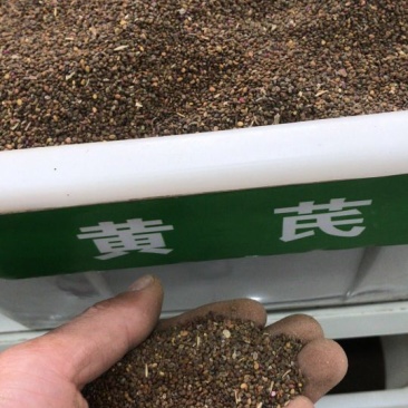 黄芪种子95%以上