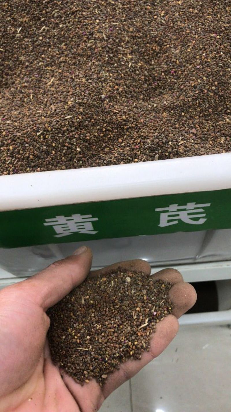 黄芪种子95%以上