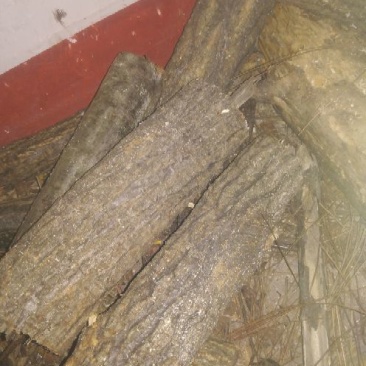 锯末香菇料纯栎树料
