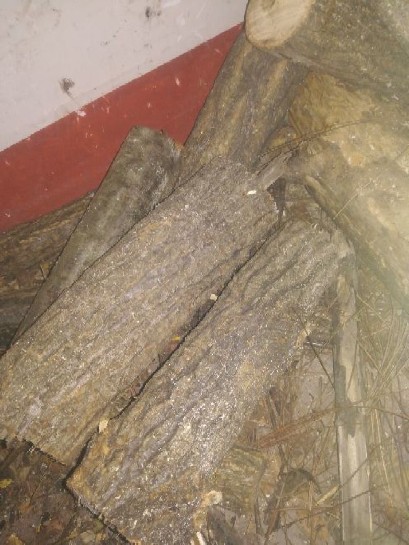 锯末香菇料纯栎树料