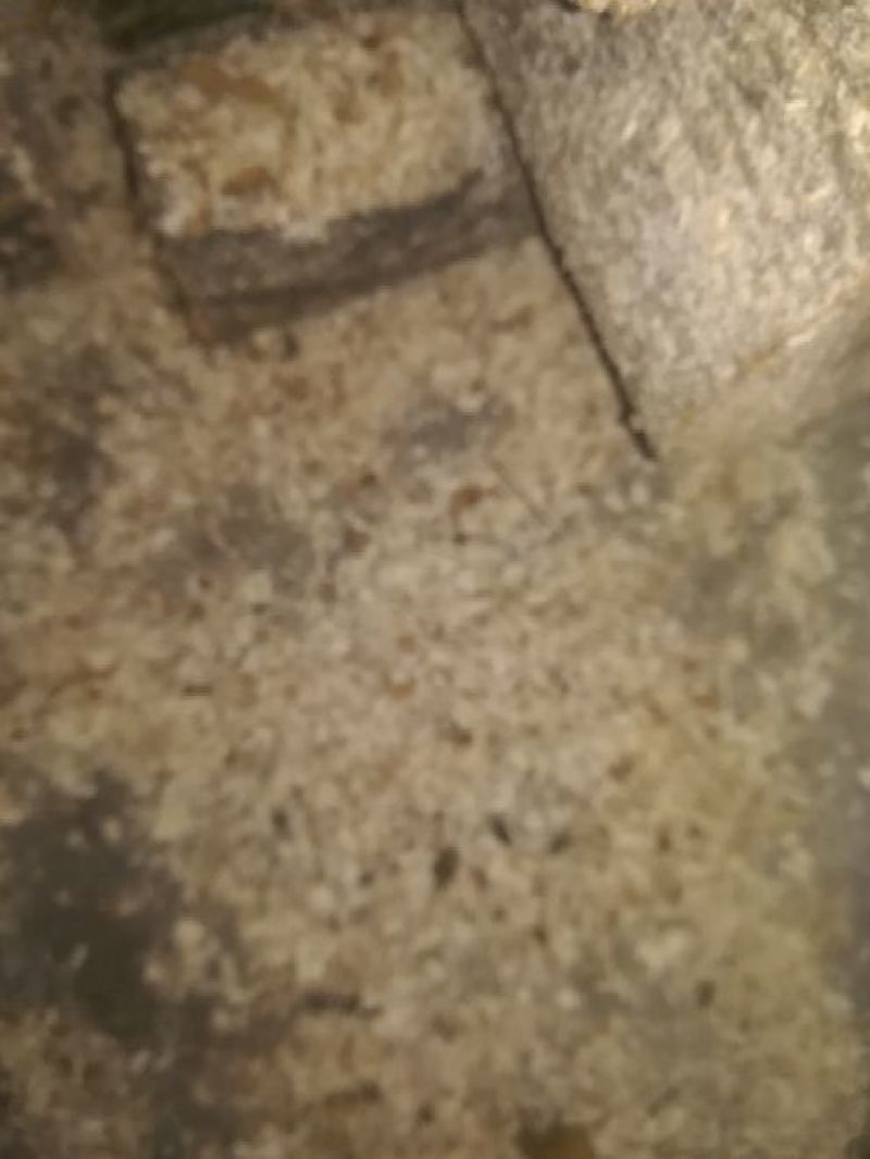 锯末香菇料纯栎树料