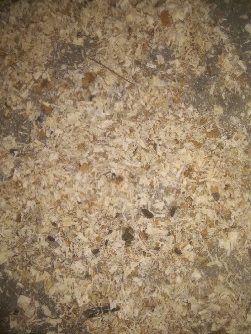 锯末香菇料纯栎树料