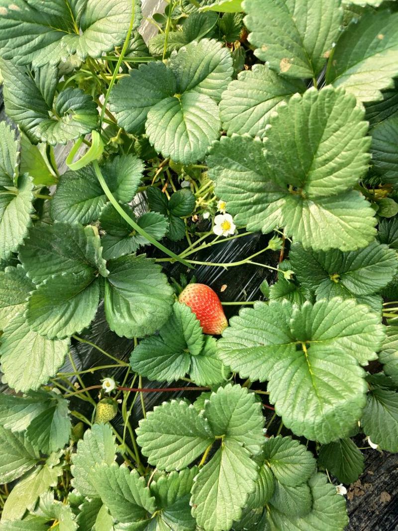 草莓苗10~20cm