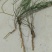 透骨草