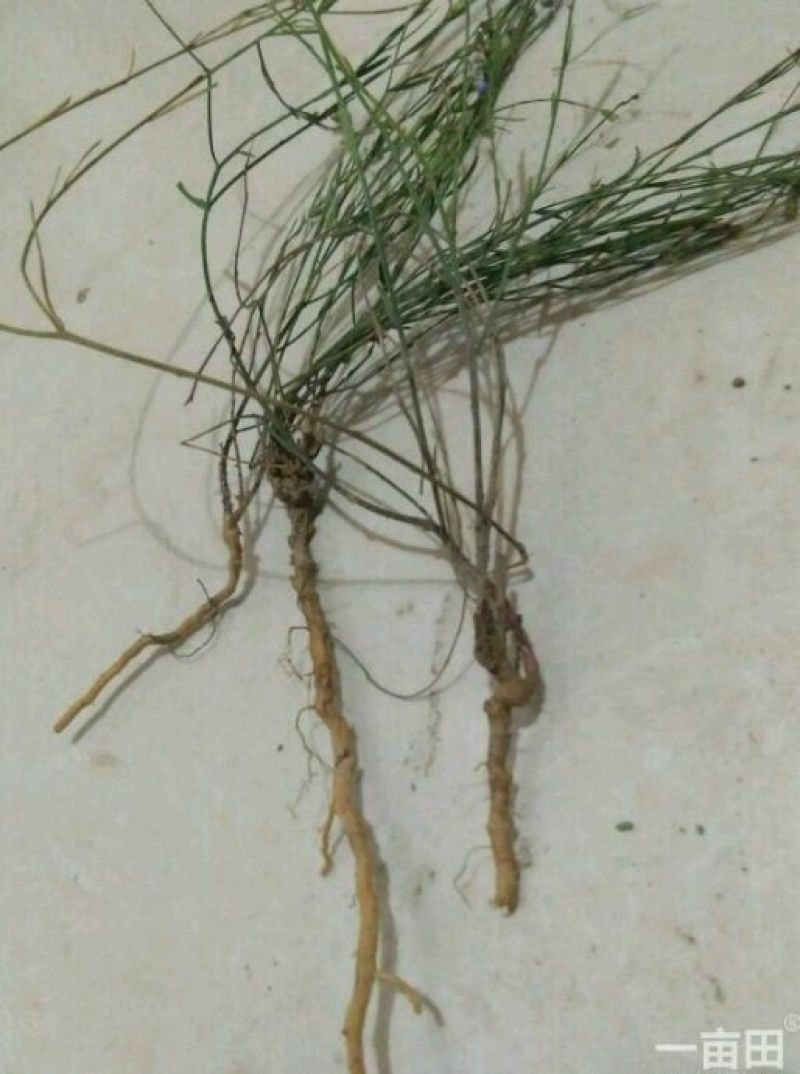 透骨草