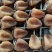 柿饼1~2两