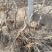 葡萄树1.1~1.5m各种规格齐全淘汰葡萄树苗大量