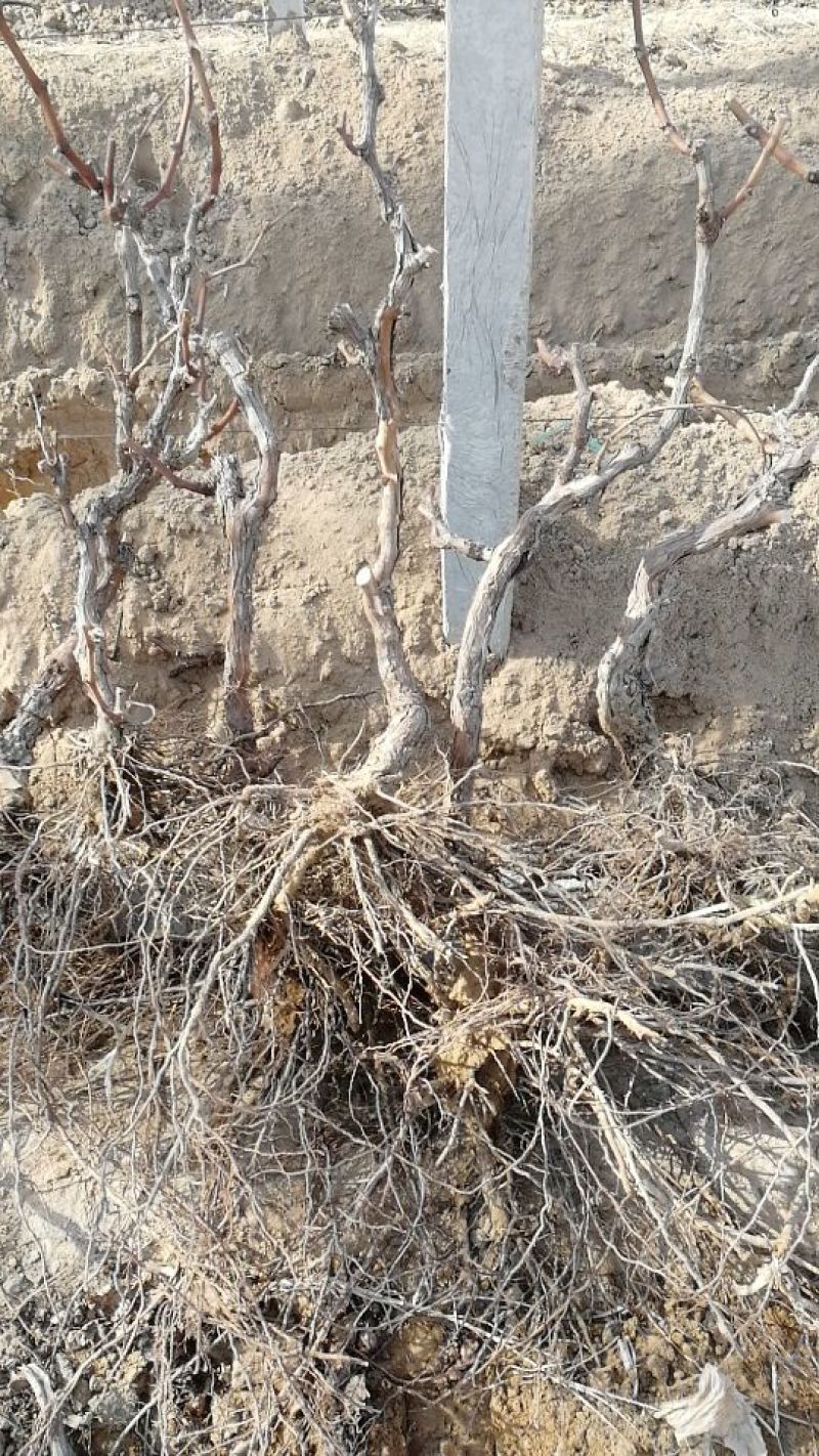 葡萄树1.1~1.5m各种规格齐全淘汰葡萄树苗大量