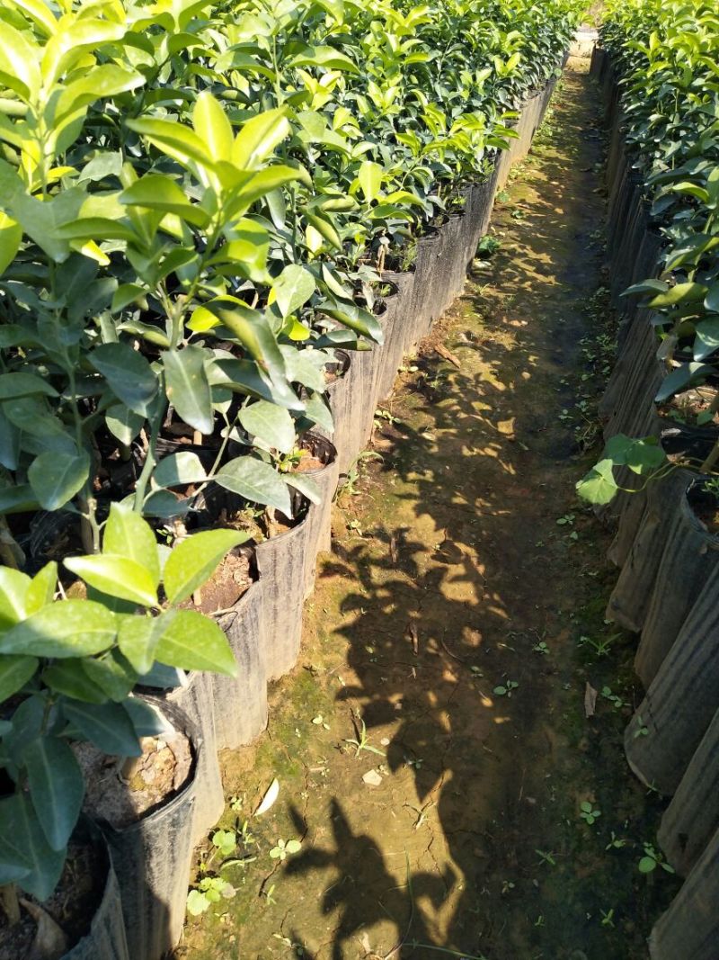 沃柑苗30~50cm