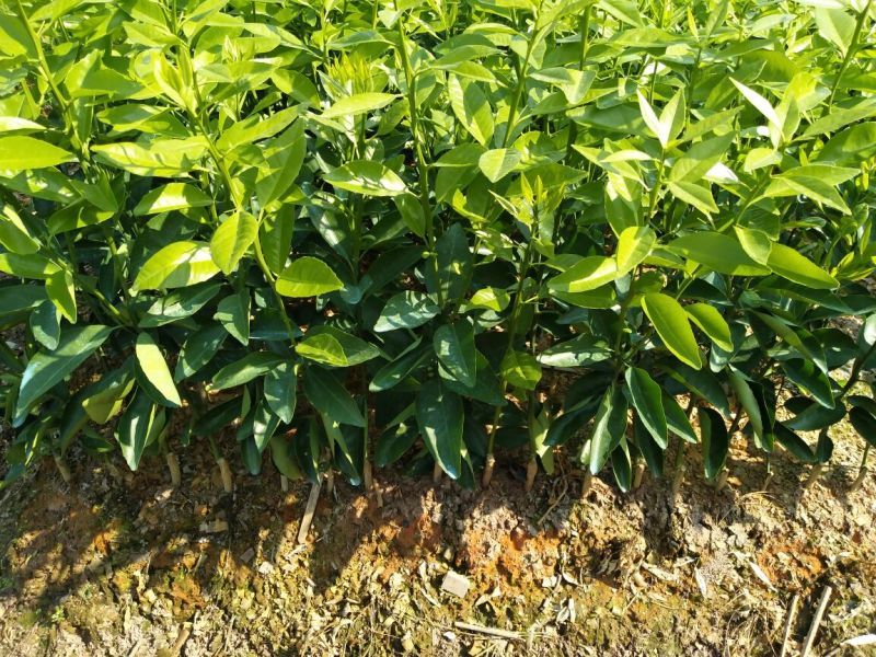 沃柑苗30~50cm