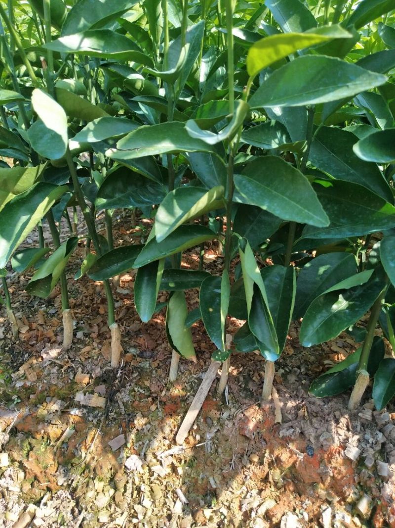 沃柑苗30~50cm