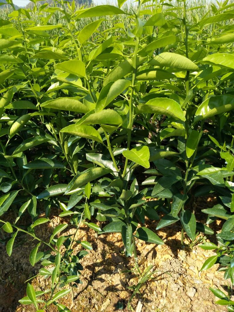 沃柑苗30~50cm