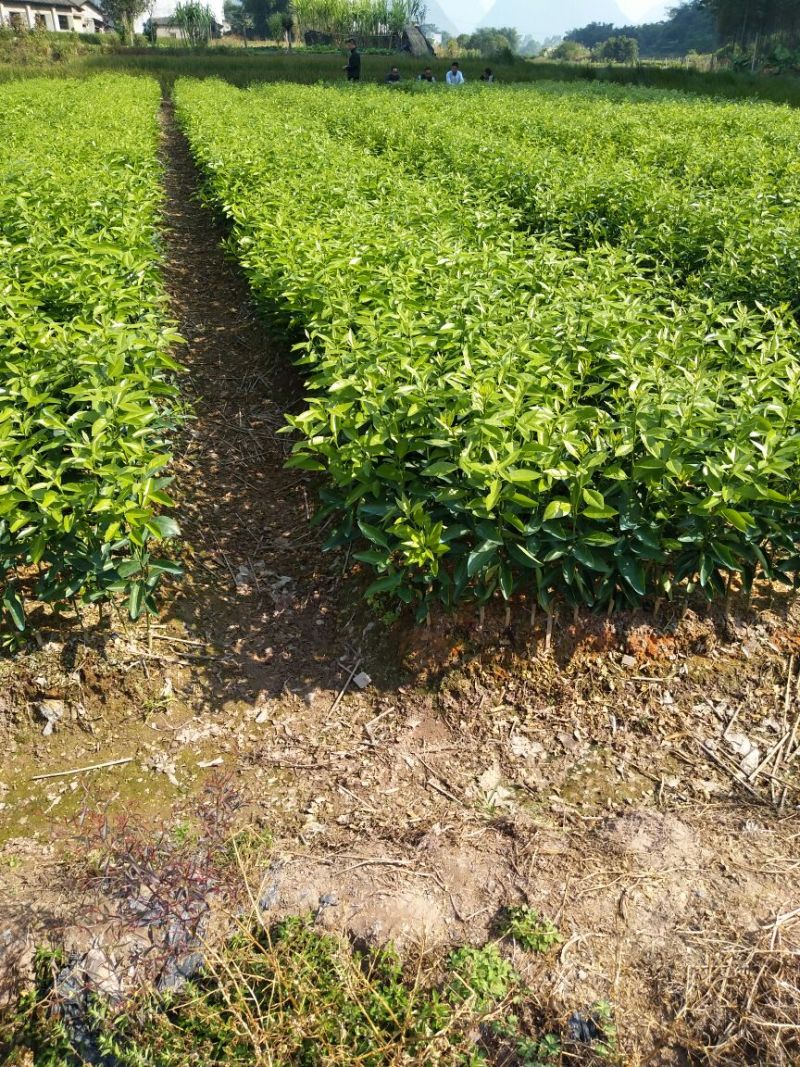 沃柑苗30~50cm
