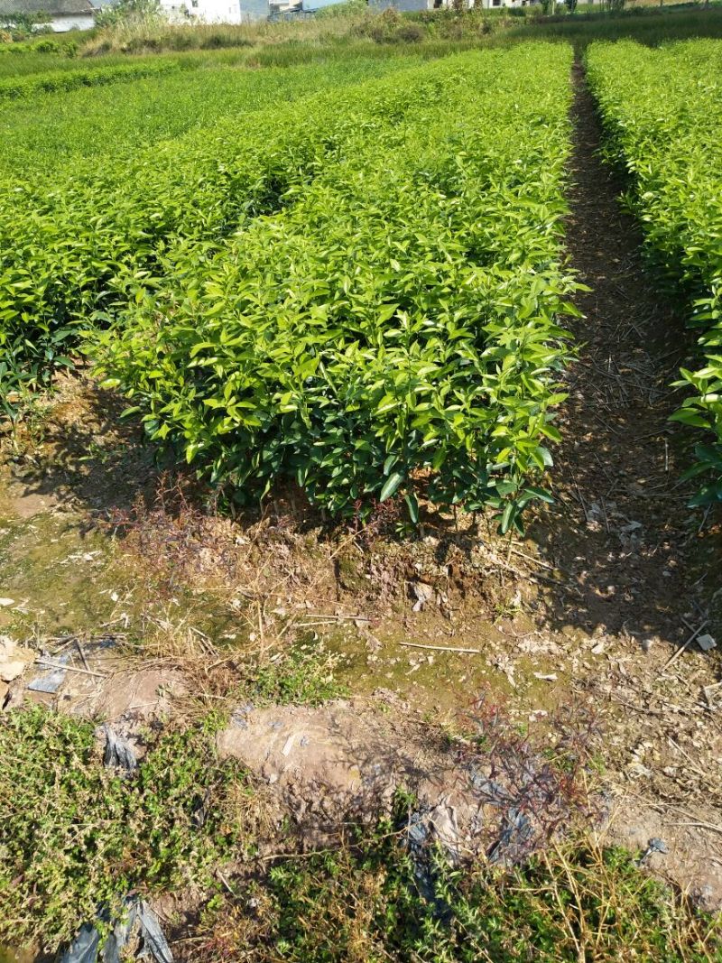 沃柑苗30~50cm