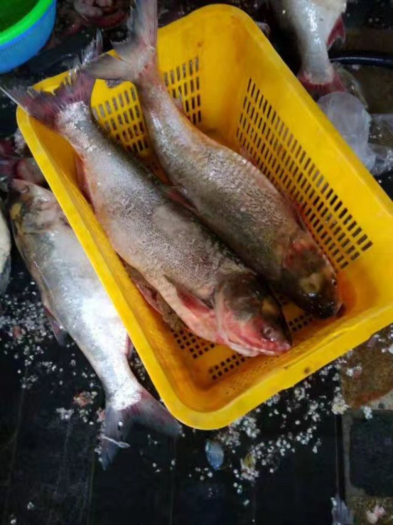 鱼豆腐(鱼丸)